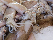 patagonian-squid loligo gahi